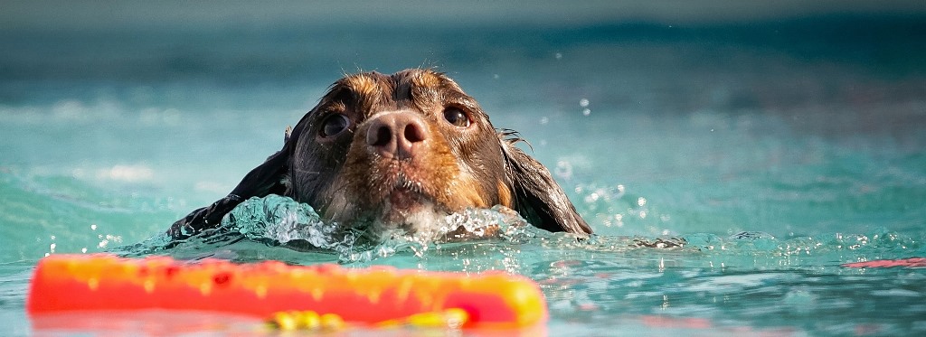 Hund beim Spielen im Wasser