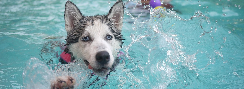 Trainer mit Hund im Pool